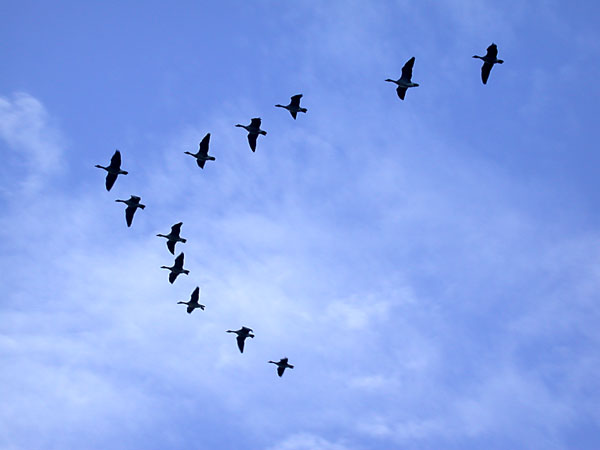 Formations d'oiseaux