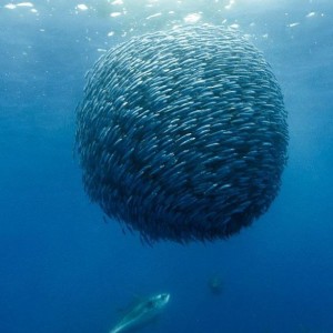 Formations de poissons